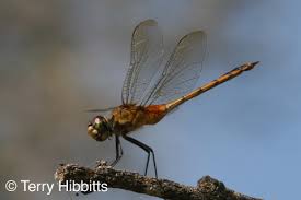 Image result for Triumfetta brachyceras