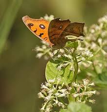 Image result for Mikania sagittifera