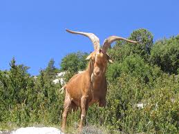 Aegagrus domesticated from the wild goat of southwest asia and eastern europe. Goat Wiktionary