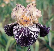 Gnus Flash Tall Bearded Iris Iris Flowers Flowers Perennials Bonsai Flower