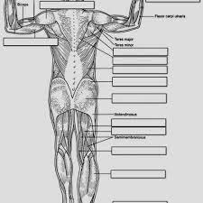 Anatomy And Physiology Coloring Pages Free Download Anatomy And Physiology Coloring Workbook Chap Anatomy Coloring Book Coloring Pages Anatomy And Physiology