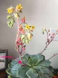 Maybe you would like to learn more about one of these? What Do I Do With My Succulent Flower Stalk