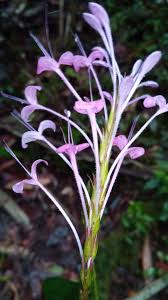 Image result for Brachystephanus