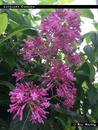 Check all about flowers in lechlade, 11 burford st on cylex and find ☎ 01367 252342, contact info, ⌚ opening hours. Lechlade Gorgon Fuchsiafinder