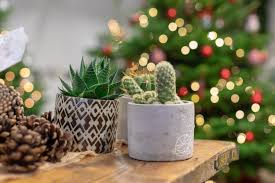 The christmas cactus is very similar to the thanksgiving cactus, most people don't realize they are different plants. Cacti Is New Favourite Christmas Plant Alongside Poinsettia