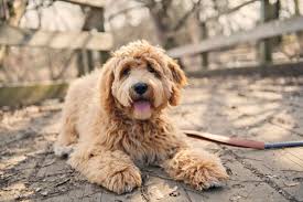 Originally from australia, the development of goldendoodle is due to the demand for the. Goldendoodle 10 Amazing Facts About Designer Dog Breed Goldie Poo
