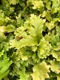 Image result for Asplenium currorii