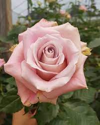 Check spelling or type a new query. Jetfreshflowers Com Faith Ecuadorian Rose Grown By Jet Fresh Flower Growers S A In Cotopaxi Ecuador 2 896 Meters H Flowers Fresh Flowers Ecuadorian Roses