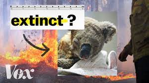 300 australian animals are endangered. How Many Animals Died In Australia Fires 1 Billion Experts Estimate Vox