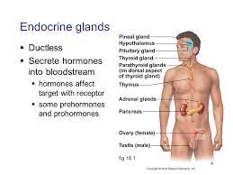 Endocrine System Chapter Ppt Download