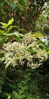 Image result for Gaertnera