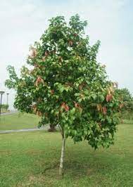 Names of flacourtia indica in various languages of the world are also given. 7 Ciri Ciri Pohon Rukem Cosmogirl