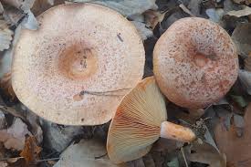 Image result for Lactarius mutabilis