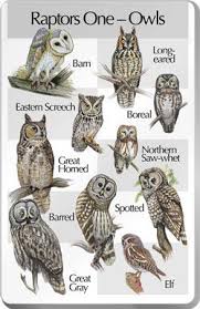 Tattoo Finka Owl Eule Owl Barred Owl Horned Owl