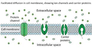 Simple diffusion is carried out by the actions of hydrogen bonds forming between water molecules and solutes. Facilitated Diffusion Definition Principle Factors Examples