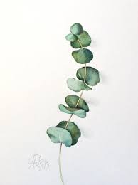 Eukalyptus Original Aquarell Bild Botanik Poster Grune Etsy Scandinavian Wall Art Plant Illustration Original Watercolors