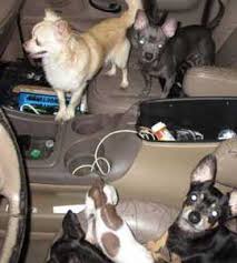 We did not find results for: 33 Abused Chihuahuas Found In Maryland Suv Owner Says I Cry For Them Everyday