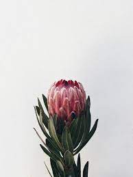 Novosti Protea Flower Australian Flowers Beautiful Flowers
