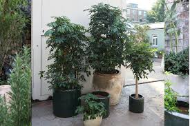 Image result for Araliaceae