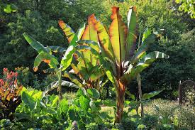 Image result for Ensete ventricosum