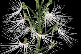 Image result for Habenaria afra