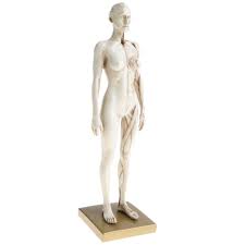 Blood vessels of the female breast. Perfk Human Model Craft 11 ã‚¤ãƒ³ãƒ Female Anatomy Figure Anatomical Skull Head Body Muscle Bone Resin Model For Artist Drawing Study White As Described Buy Online In Macedonia At