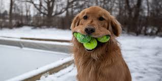 Check spelling or type a new query. Good News Of The Week Golden Retrievers Miracle Rescues Salad Rat