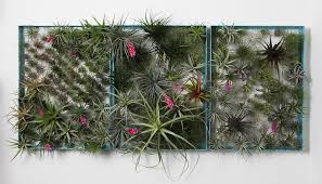 Tillandsias (more commonly known as air plants) are in the bromeliad family. Airplantman Vertical Garden Designs Ideas On Dornob