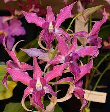 Dendrobium Sherry Abe Orchid Flower Orchids Repotting Orchids