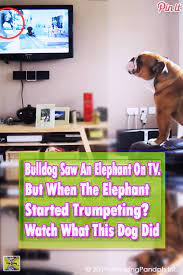 Bulldog Thinks He S An Elephant Wait Till You See Him Do This Rofl Bulldog Hilarious Dog Elephant Reaction Ad Tv Elephant Bulldog Funny Clips