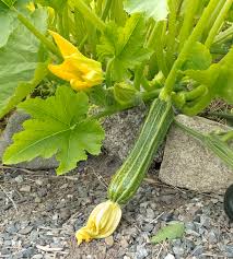 Even if you don't have a garden, you are likely to be gifted a few zucchinis. Zucchini Costata Romanesca Lopez Island Kitchen Gardens