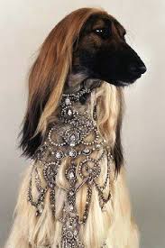 Have You Raised Your Dog To Be A Snob Diamond Dogs Beautiful Dogs Afghan Hound