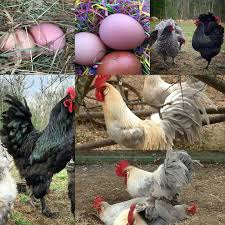 Birds That Lay Eggs On The Ground Croads Langshans Are The Black And Gteen Bird That Lays A Pinkish Egg Isabelle Leghorns Ar Best Egg Laying Chickens Egg Laying Chickens Laying Chickens Breeds