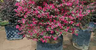 Duchesne discovered that the female f. All You Need To Know About Dazzling Razzleberry Shrub