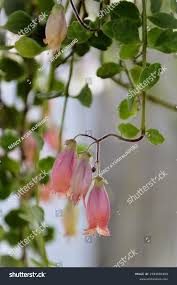 Image result for Kalanchoe uniflora