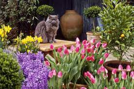 Bad cat food versus good cat food: Common Garden Plants That Are Toxic To Cats