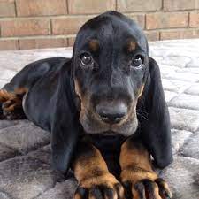 Love For Black Tan Coonhounds Dog Breeds Coonhound Puppy Cute Dogs