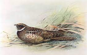 Jamaican Pauraque Jamaican Poorwill Or Jamaican Least Pauraque Siphonorhis Americana Or Americanus Is A Species Of Nigh Pet Birds Extinct Animals Americana
