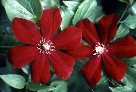 Posted by valerie parish on may 5th 2021. Clematis Red Niobe Garden Land