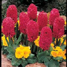Image result for Hyacinth Red 2016 S