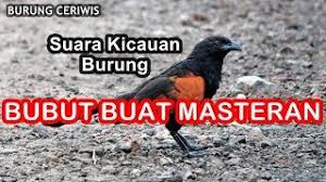 Anis, branjangan, ciblek, cucak hijau, cendet,kacer, kolibri, murai batu, lovebird, pleci, sirtu, trucukan dan lain lain the sound of birds contain. Suara Kicauan Burung Bubut Buat Masteran Pikat Pacingan Isian Suara Jernih Youtube