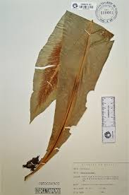 Image result for Asplenium inaequilaterale