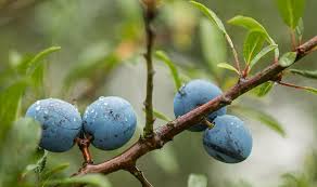 Blackthorn prunus spinosa the blackthorn is a small thorny tree or shrub, usually found in farm hedgerows, but often planted in urban areas. Hd Wallpaper Schlehendorn Blackthorn Fruit Heckendorn German Acacia Wallpaper Flare