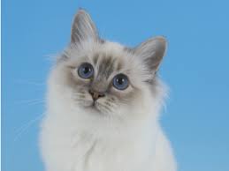 The Birman Cat Club