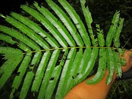 Image result for Parkia