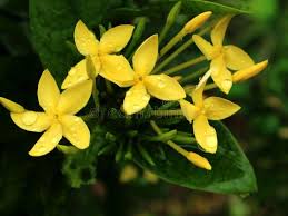 Image result for Ixora sp. A