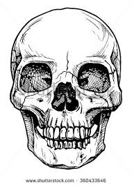 This is a grouping of 6 different skull images. Skull Human Vintage Stock Photos Images Pictures Skull Illustration Black And White Illustration Skull Drawing