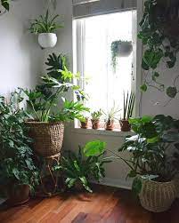 Few plants placed randomly and rooms full of plants, both look awesome, but it's all about positioning and selection. 27 Interior Design Plants Inside House Pictures Interior Design Plants House Plants Decor Easy House Plants