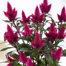 Maybe you would like to learn more about one of these? Deep Purple Celosia Caracas Plant