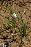 Image result for Chlorophytum anceps